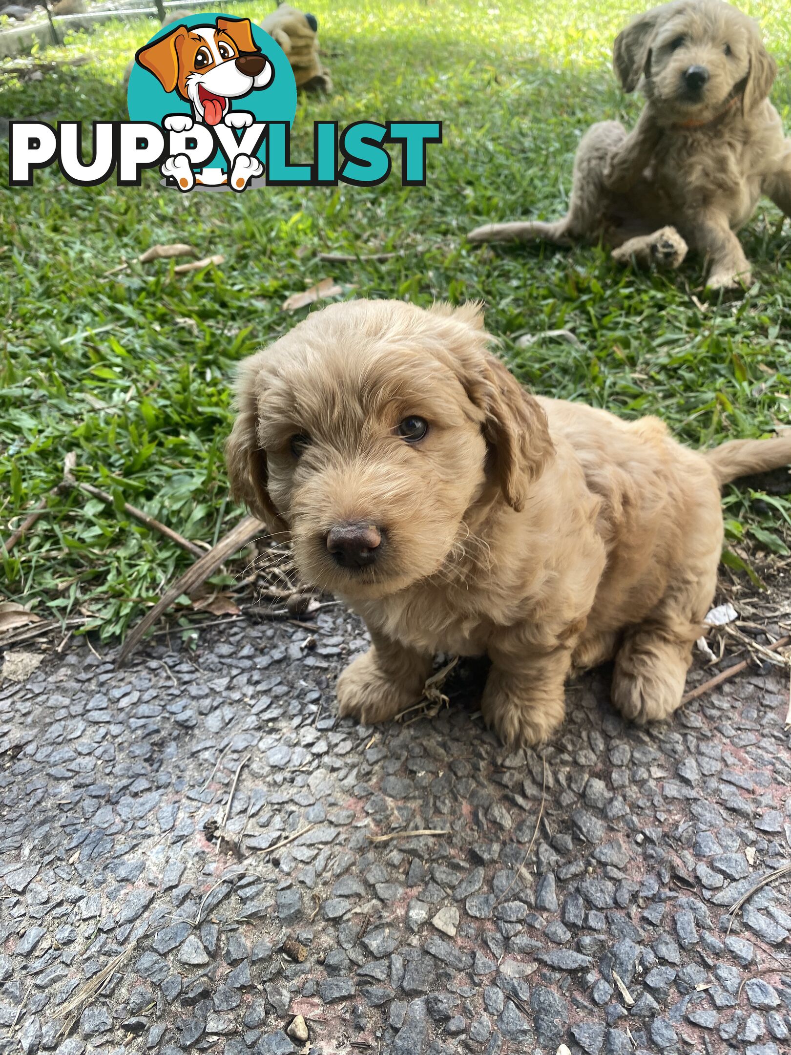 Groodle Puppies for Loving Homes