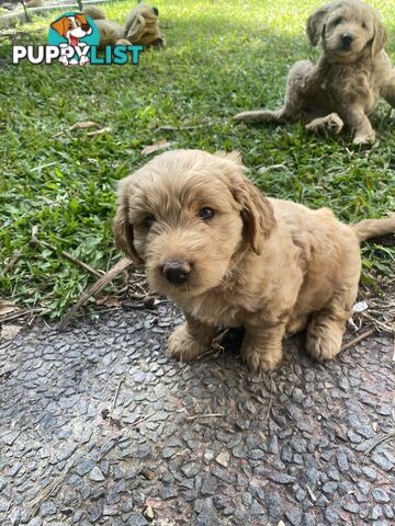 Groodle Puppies for Loving Homes