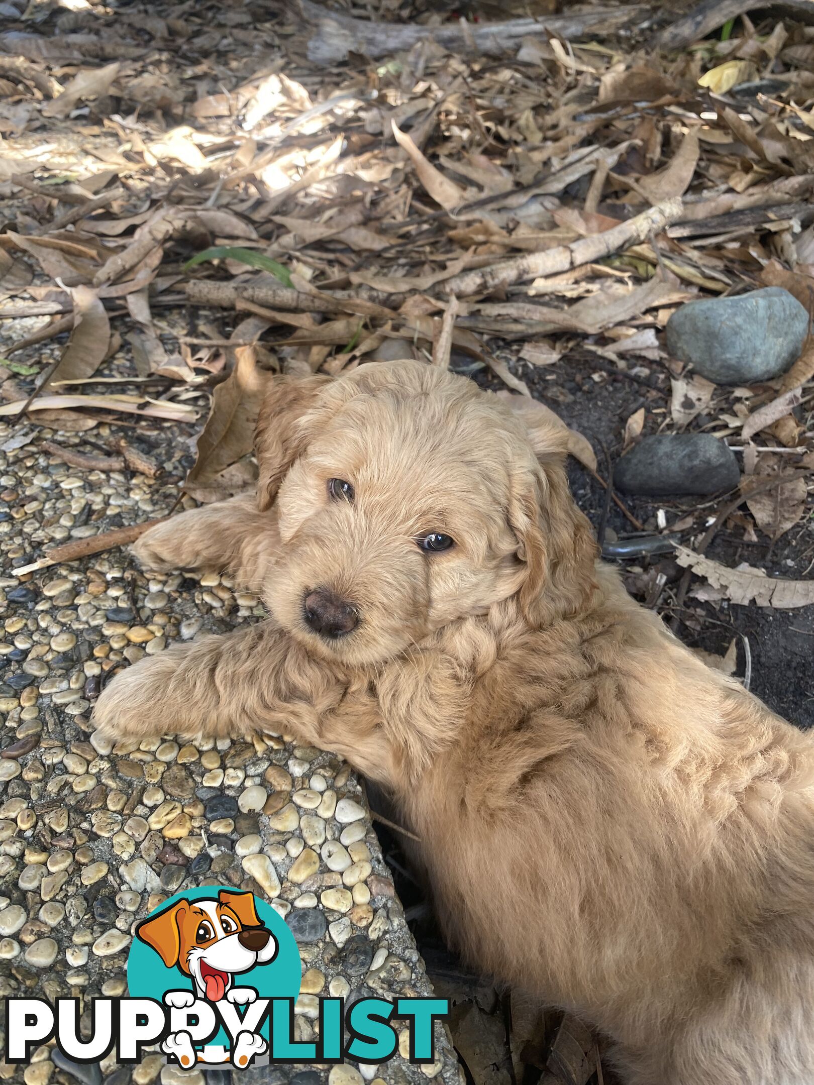 Groodle Puppies for Loving Homes