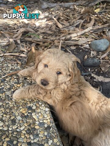 Groodle Puppies for Loving Homes
