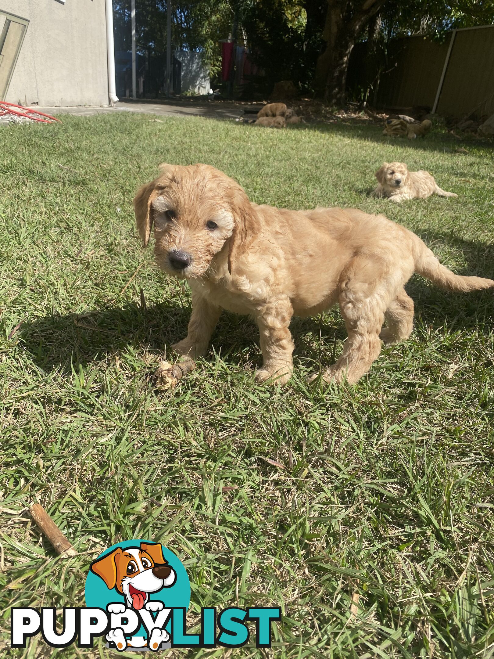Groodle Puppies for Loving Homes