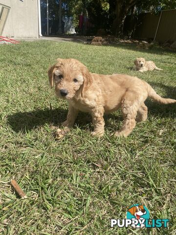 Groodle Puppies for Loving Homes