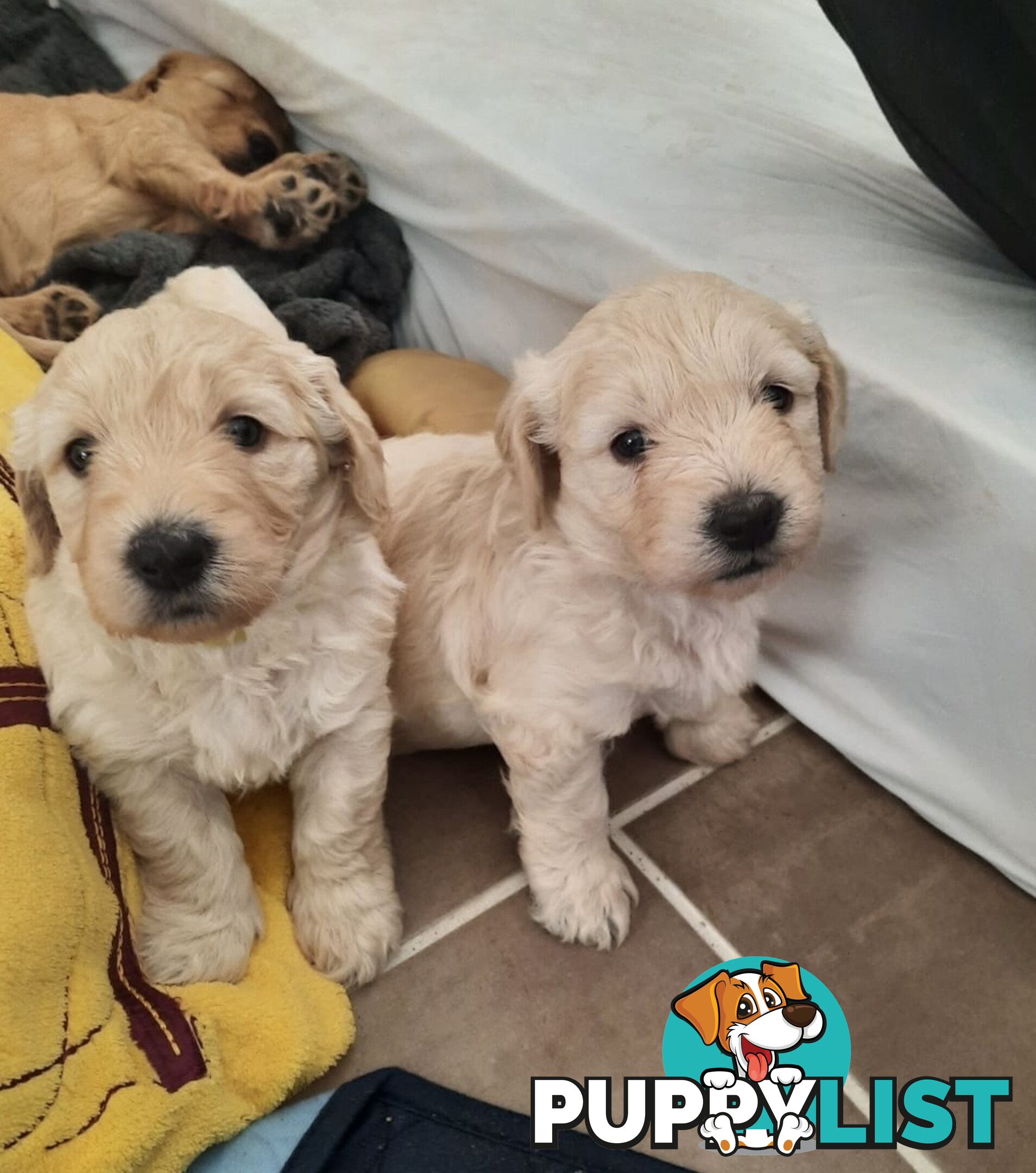 Groodle Puppies for Loving Homes