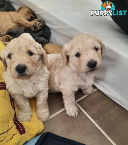 Groodle Puppies for Loving Homes
