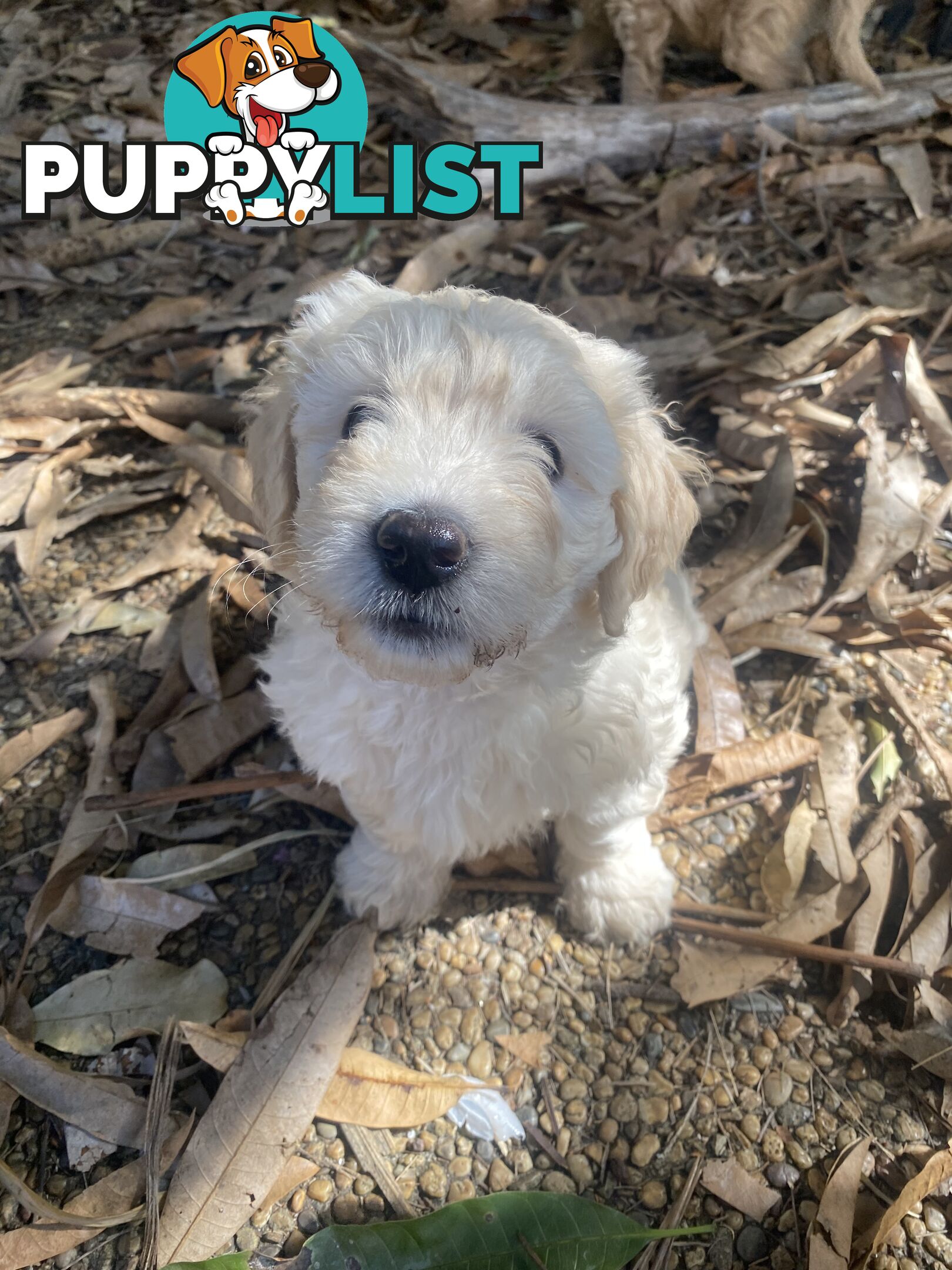 Groodle Puppies for Loving Homes