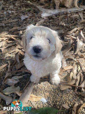 Groodle Puppies for Loving Homes