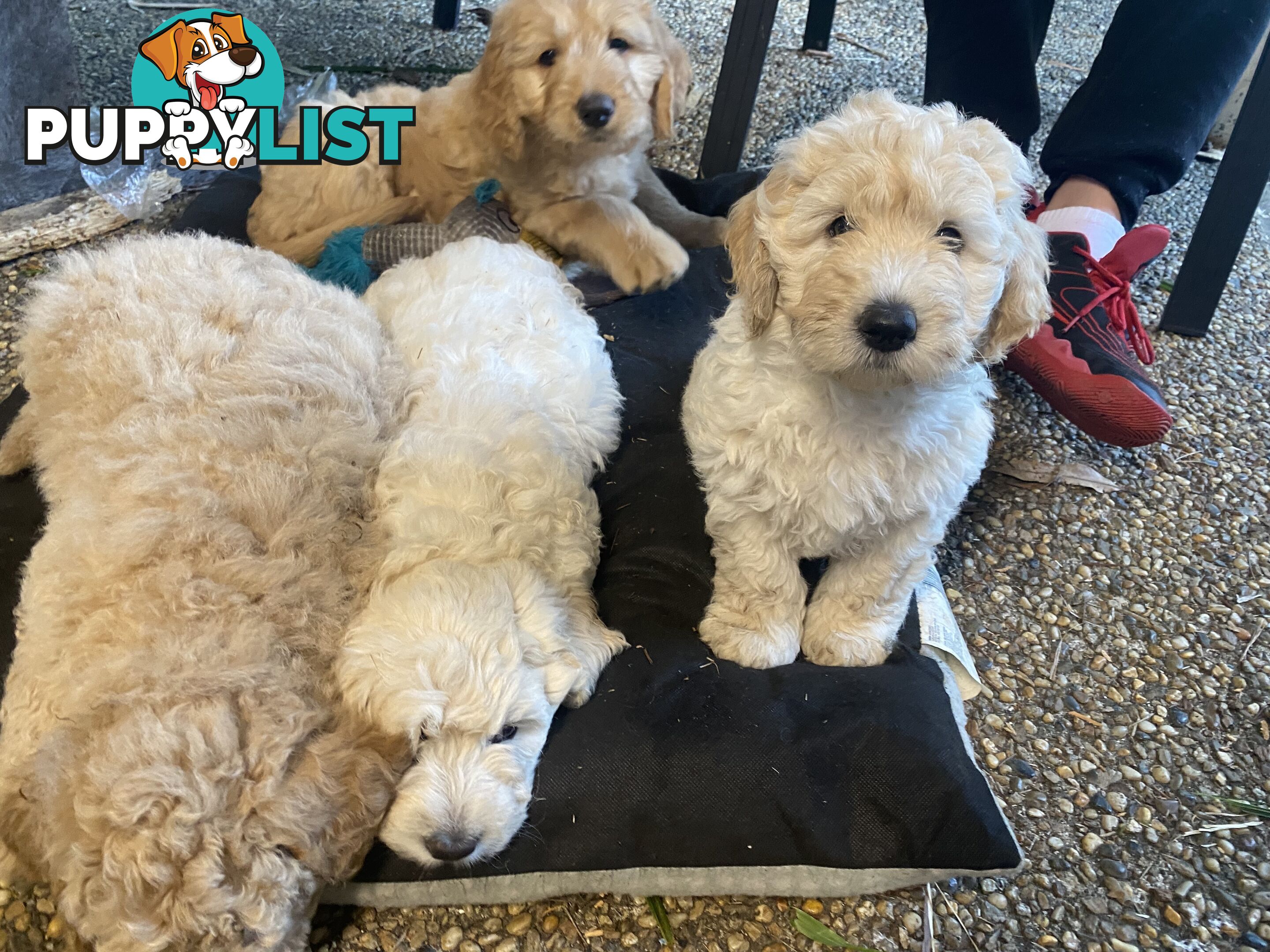 Groodle Puppies for Loving Homes