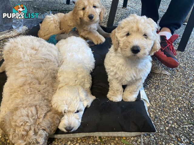 Groodle Puppies for Loving Homes