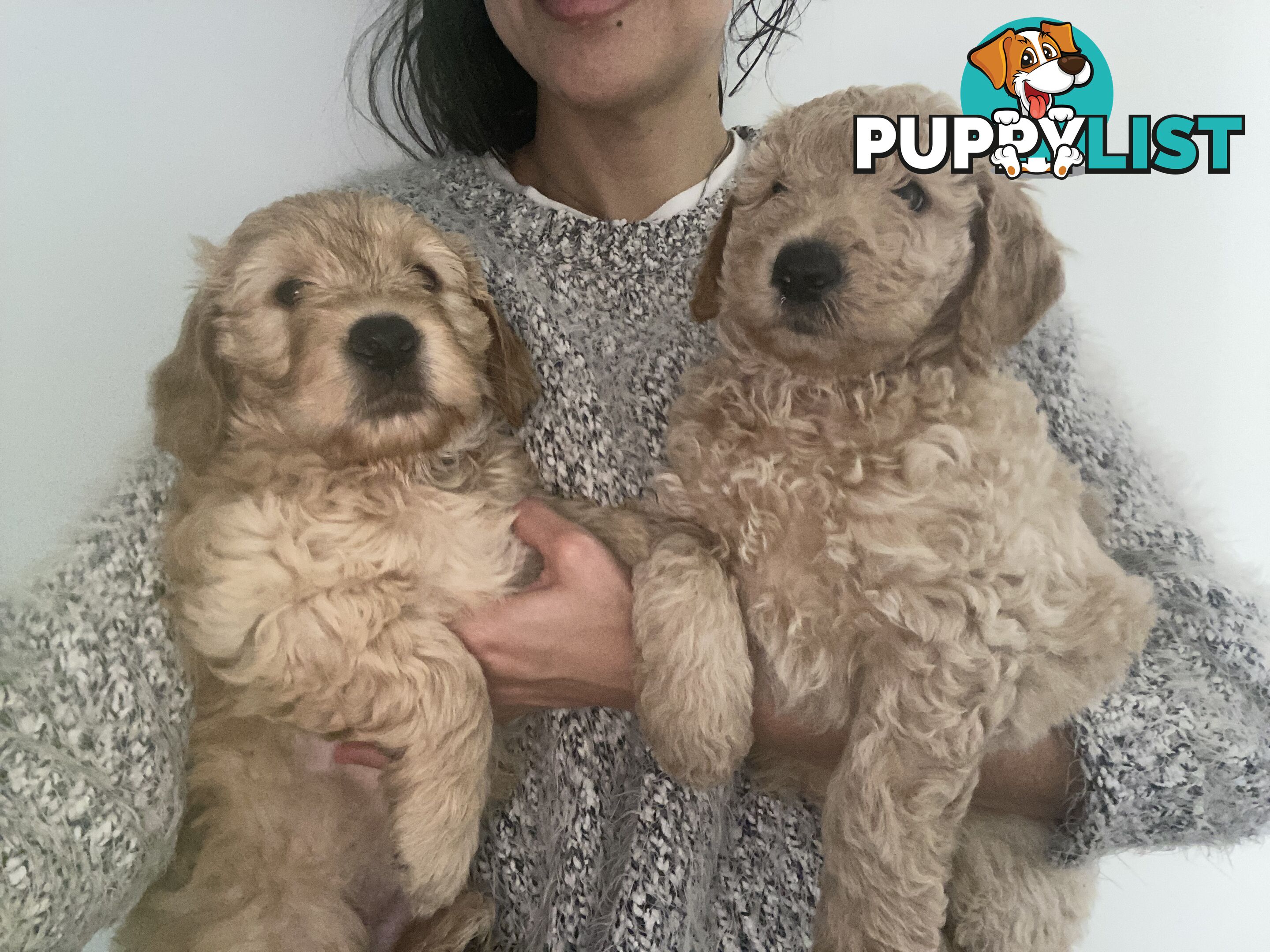 Groodle Puppies for Loving Homes
