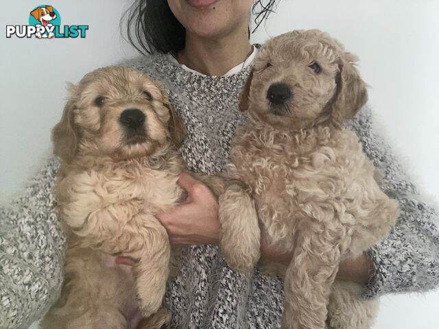 Groodle Puppies for Loving Homes