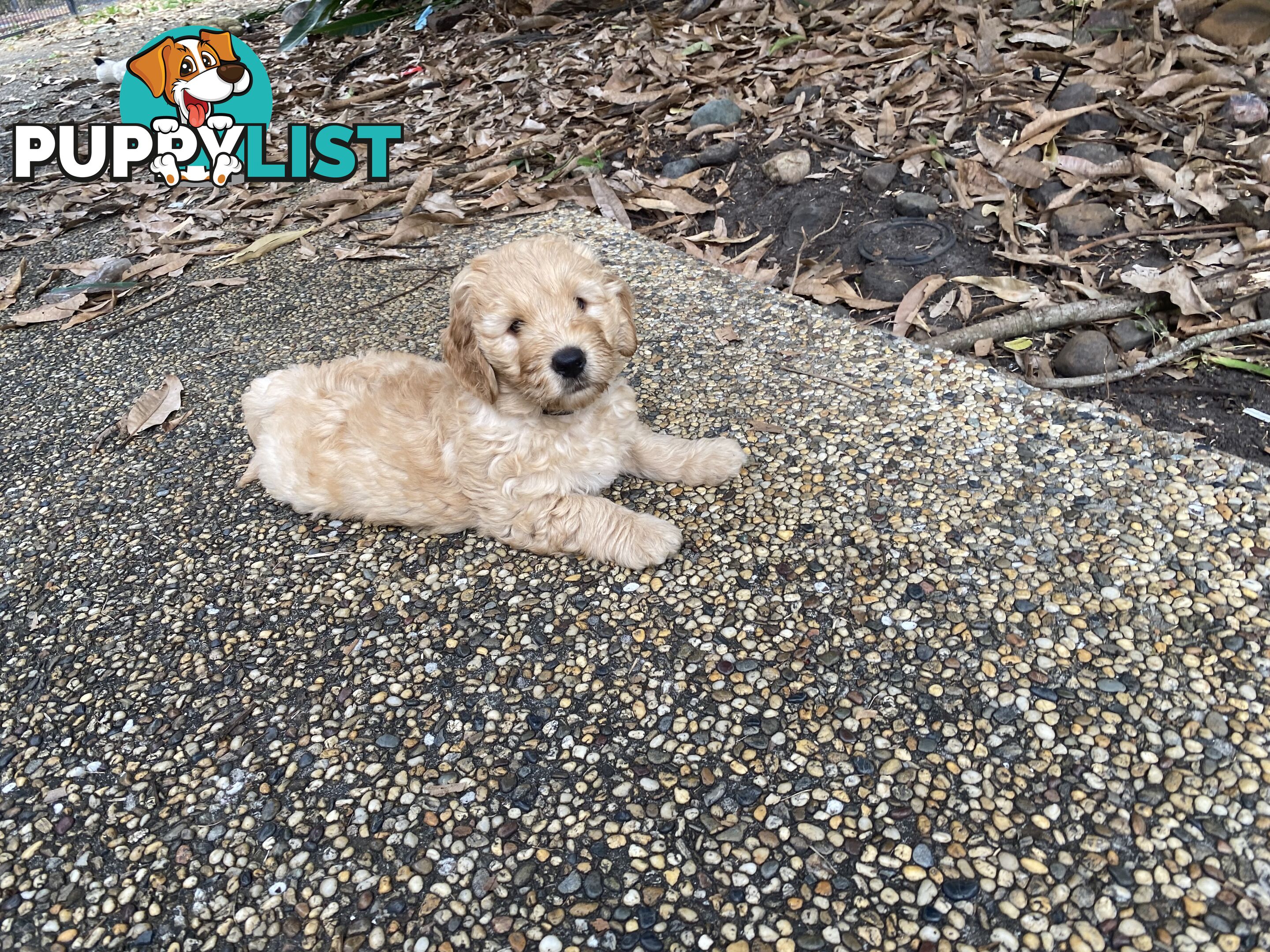 Groodle Puppies for Loving Homes