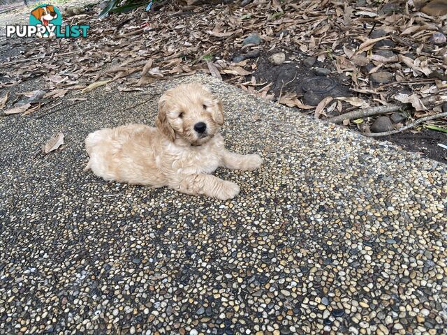 Groodle Puppies for Loving Homes