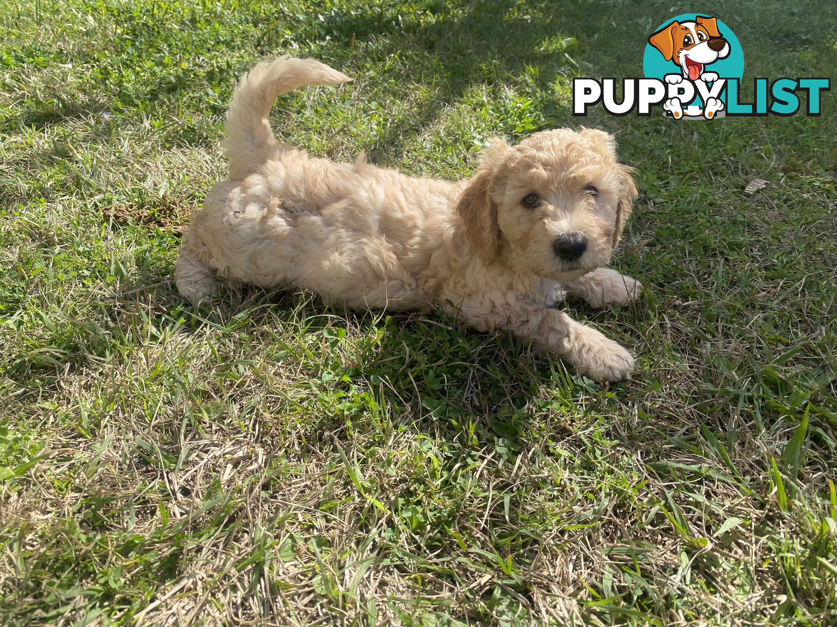 Groodle Puppies for Loving Homes