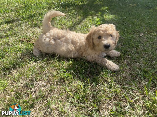 Groodle Puppies for Loving Homes