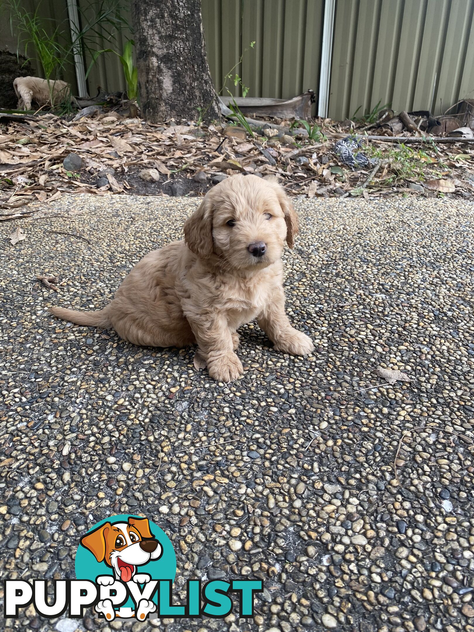 Groodle Puppies for Loving Homes