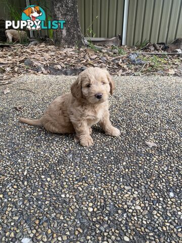 Groodle Puppies for Loving Homes