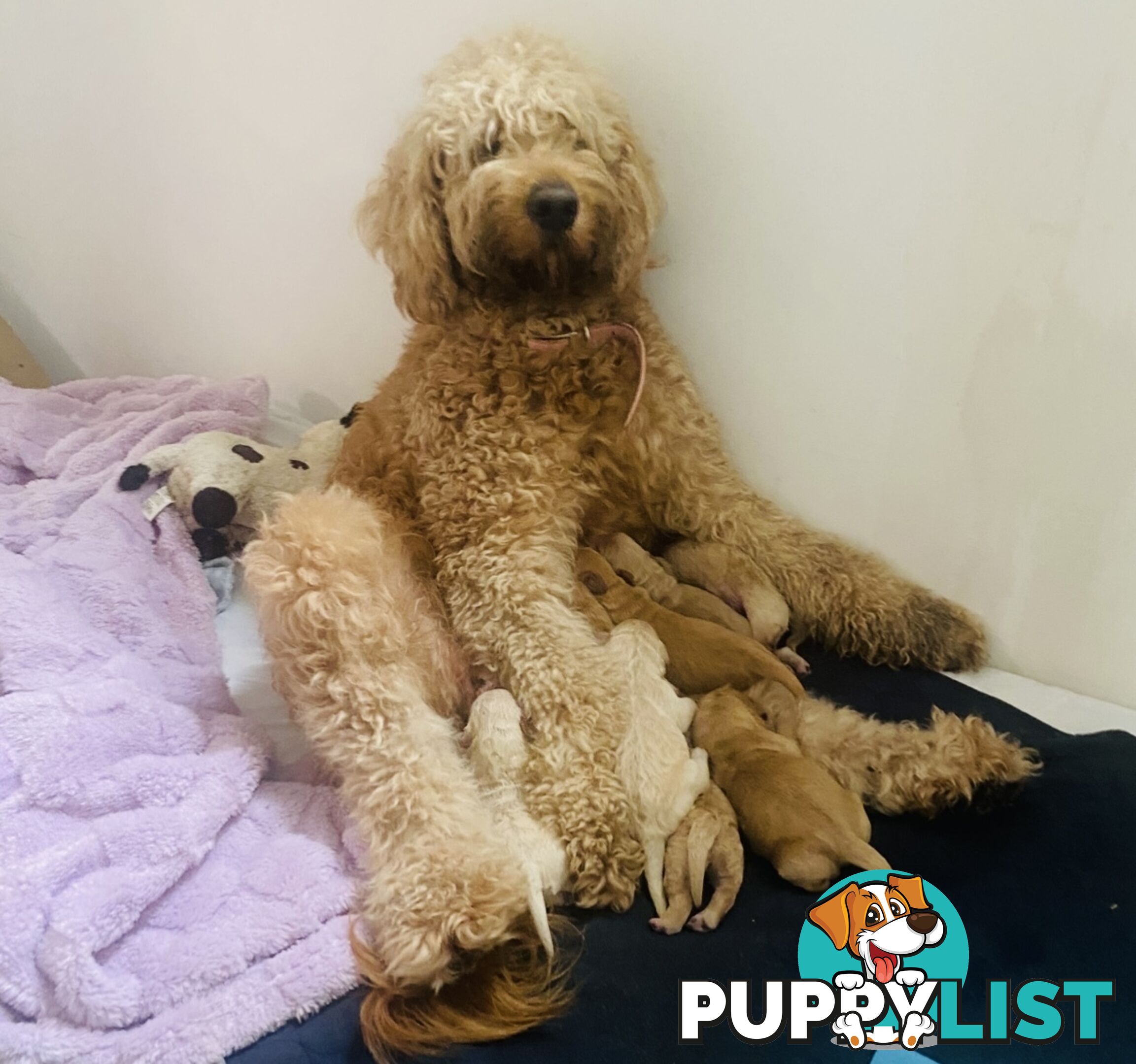 Groodle Puppies for Loving Homes