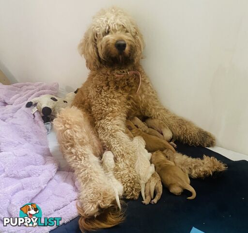 Groodle Puppies for Loving Homes