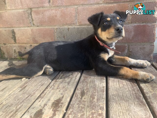 Kelpie pups