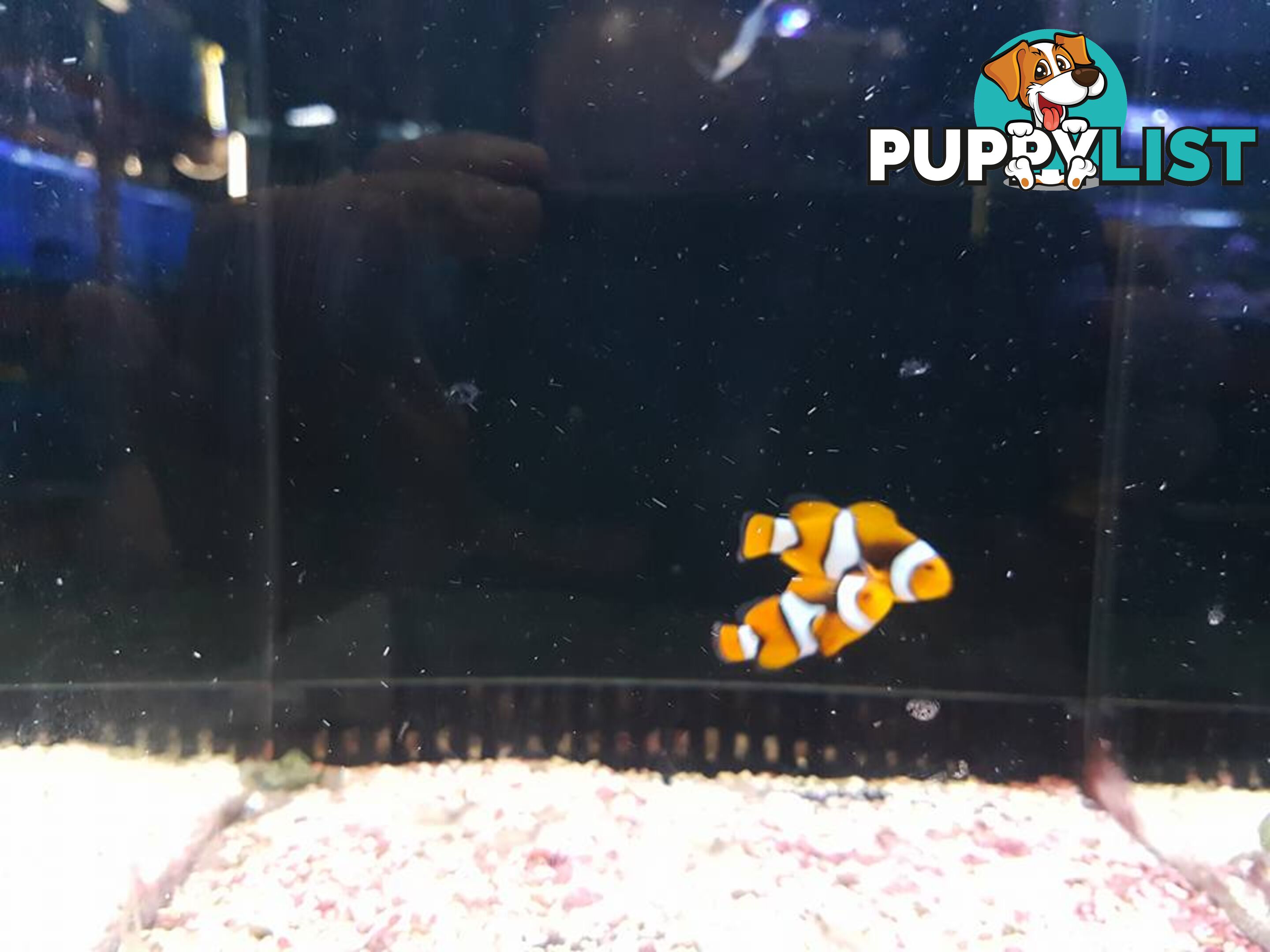 SNOWFLAKE CLOWN FISH  (1 PAIR)