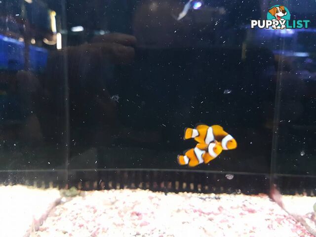 SNOWFLAKE CLOWN FISH  (1 PAIR)