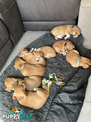 Chihuahua x beagle (CHEAGLE) puppies