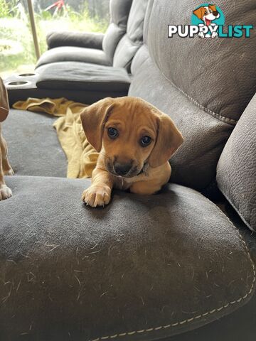 Chihuahua x beagle (CHEAGLE) puppies