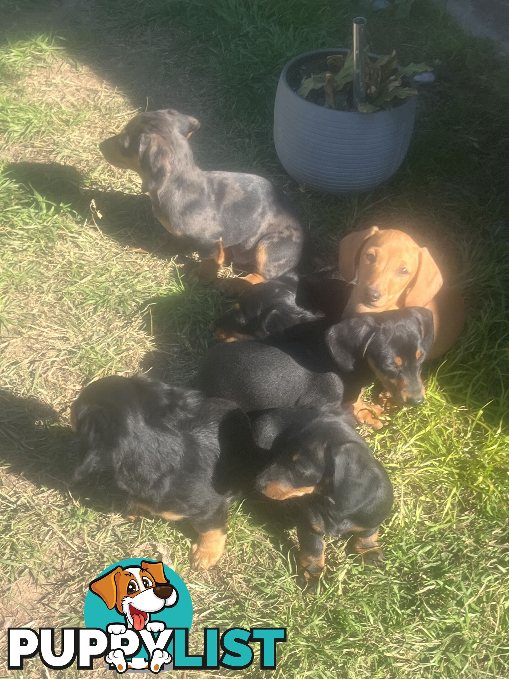 Miniature dachshund