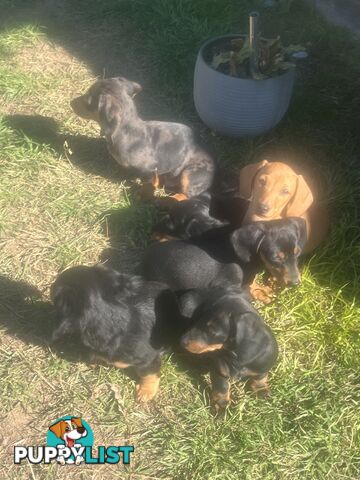 Miniature dachshund