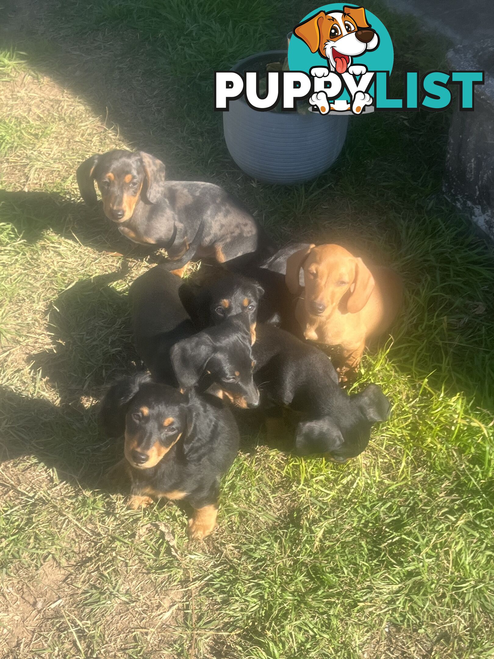 Miniature dachshund