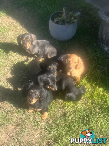 Miniature dachshund
