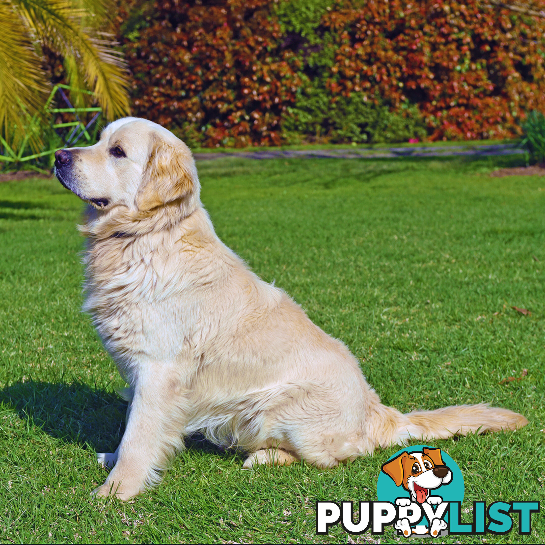 Golden Retriever Puppy