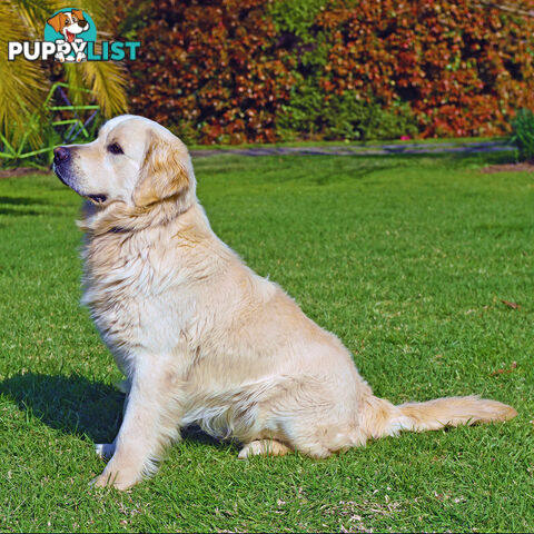 Golden Retriever Puppy