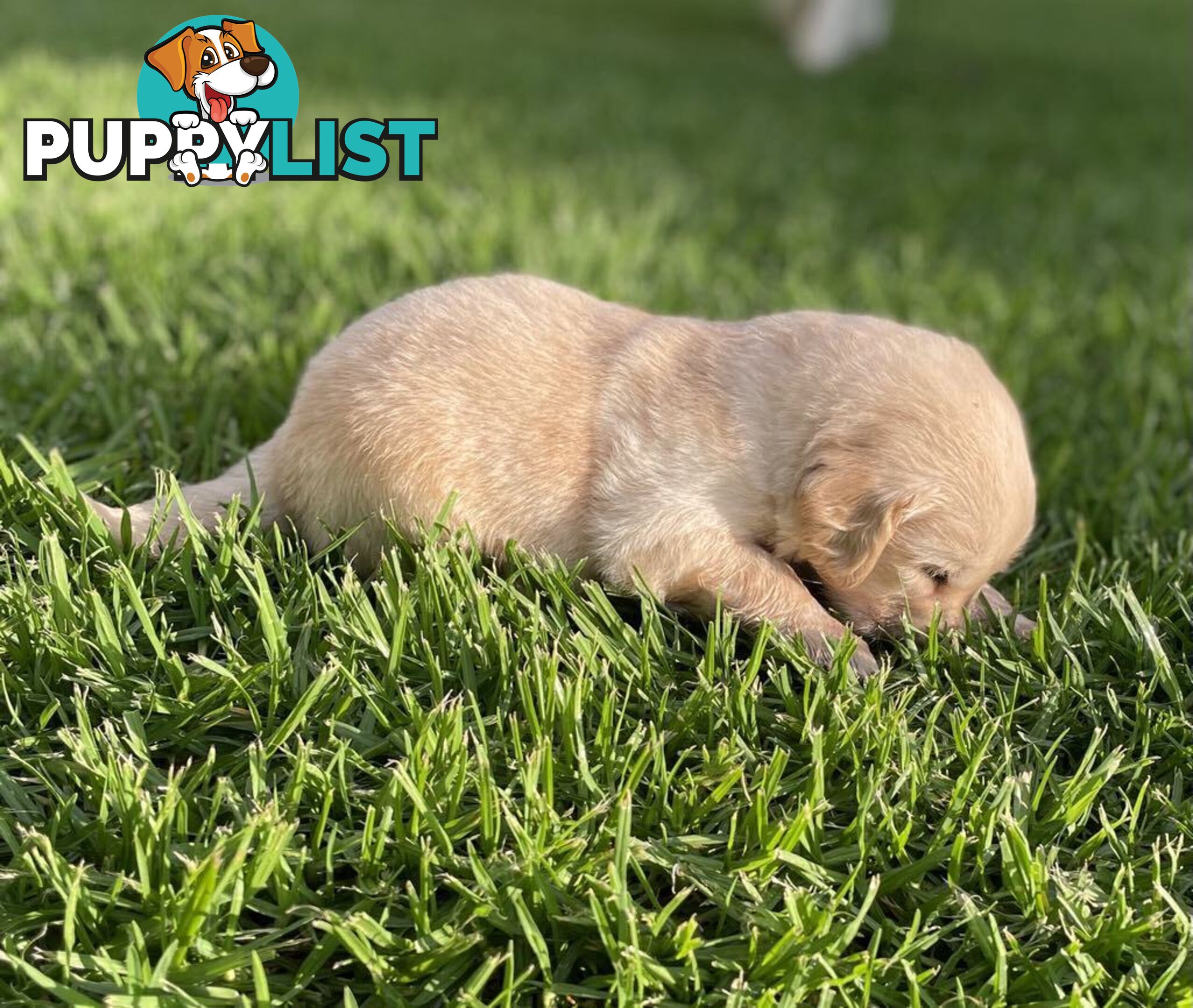 Golden Retriever Puppy