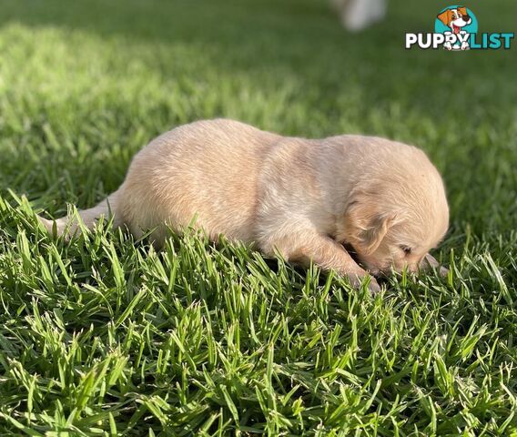 Golden Retriever Puppy