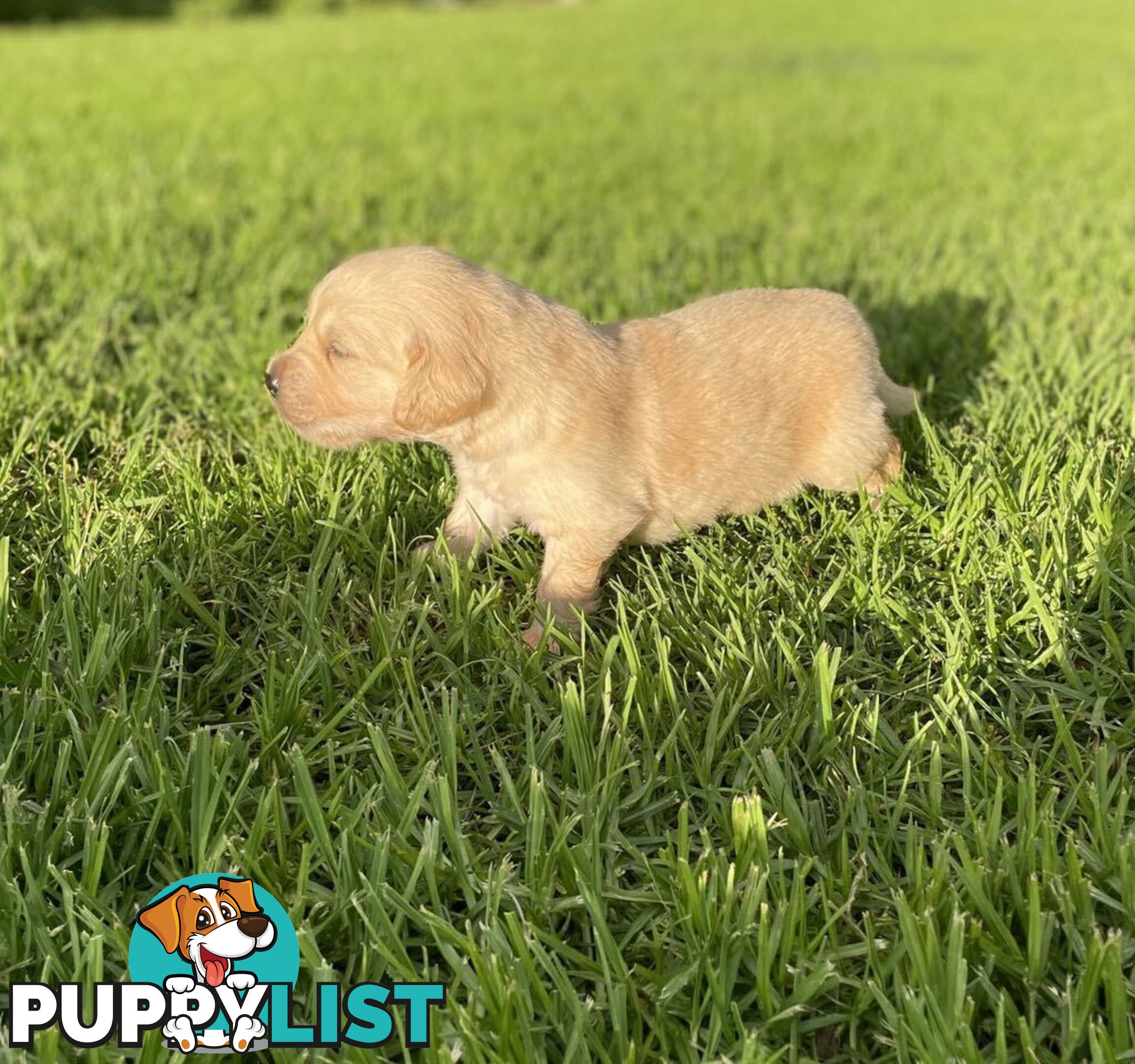 Golden Retriever Puppy