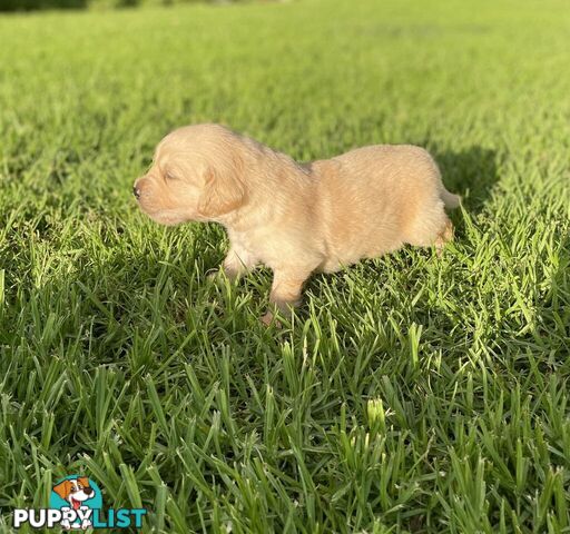 Golden Retriever Puppy