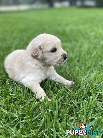 Golden Retriever Puppy