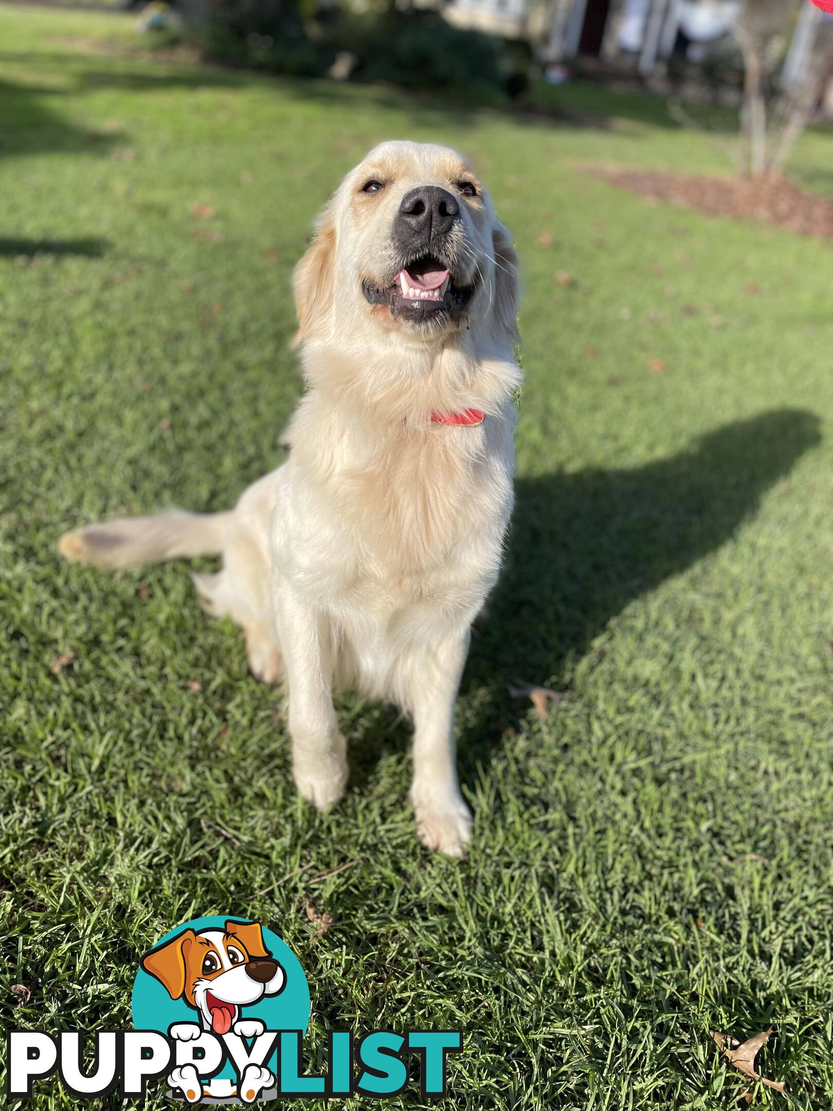 Golden Retriever Puppy