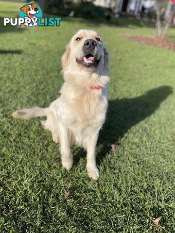 Golden Retriever Puppy