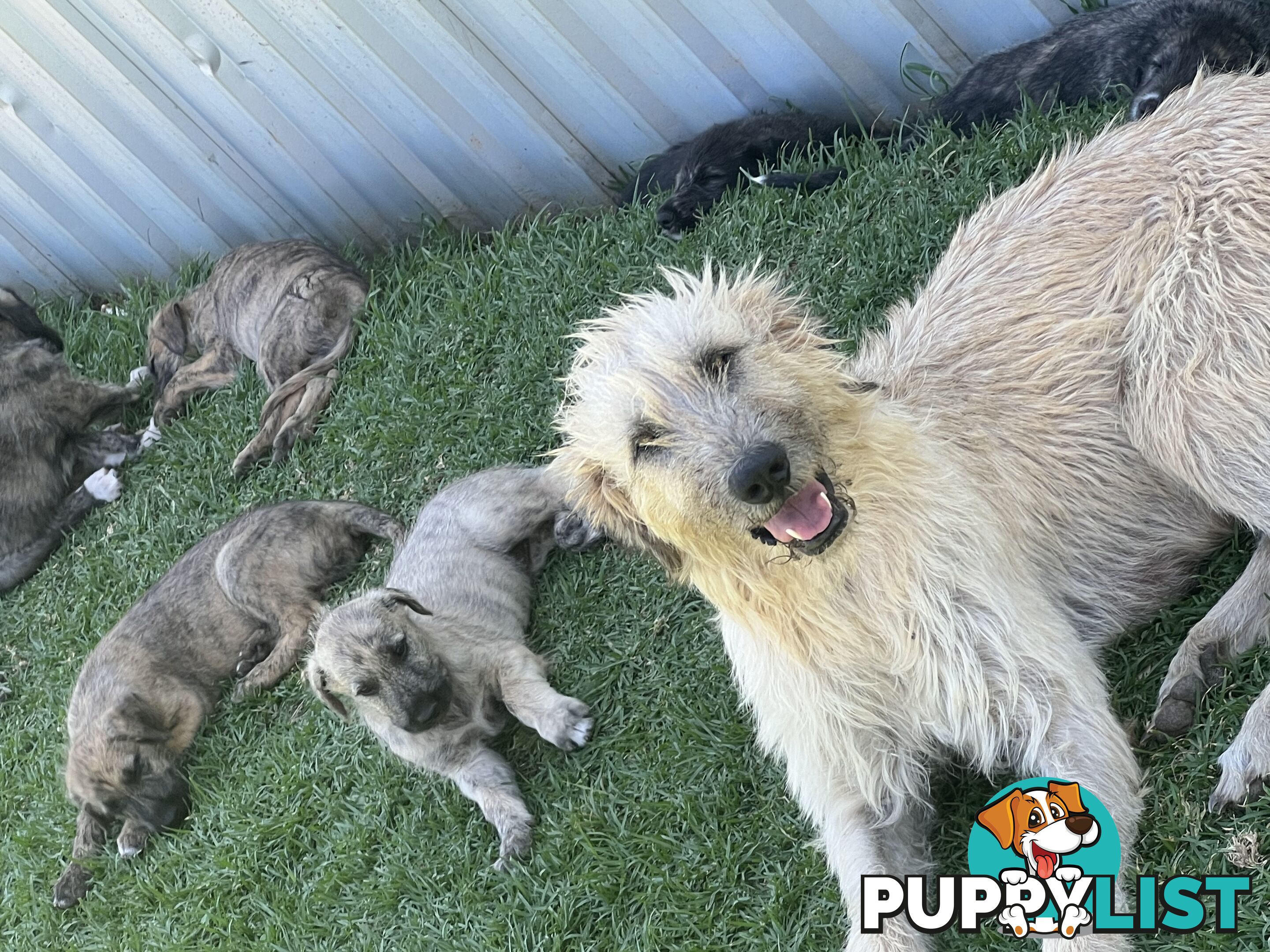 Irish Wolfhounds