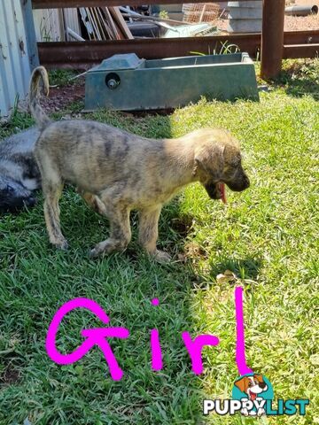 Irish Wolfhounds