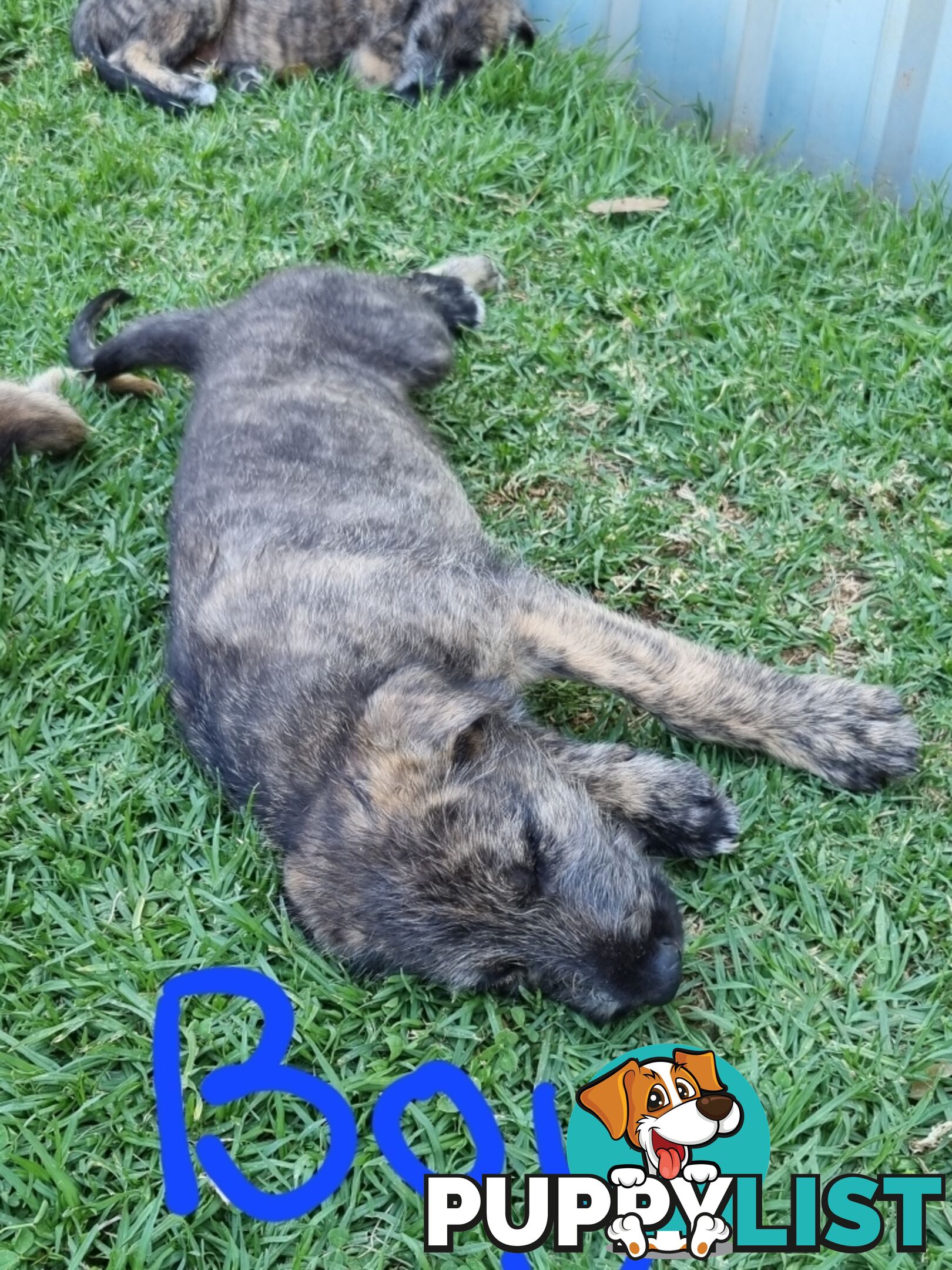 Irish Wolfhounds