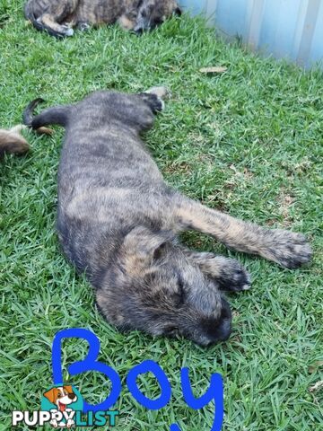 Irish Wolfhounds