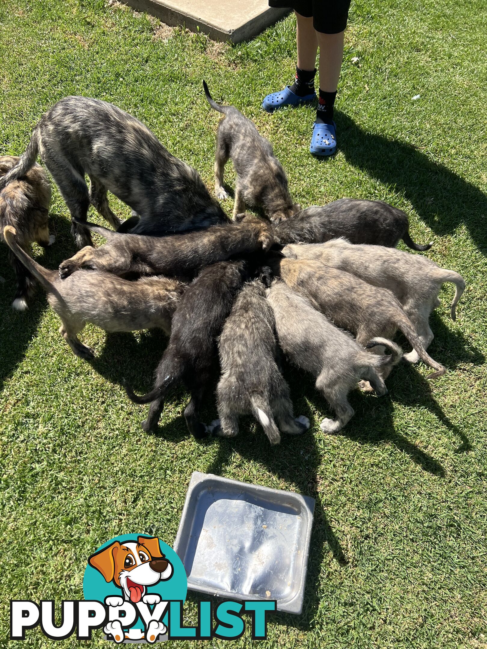 Irish Wolfhounds