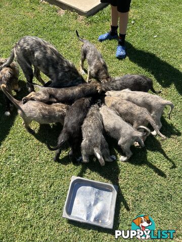 Irish Wolfhounds