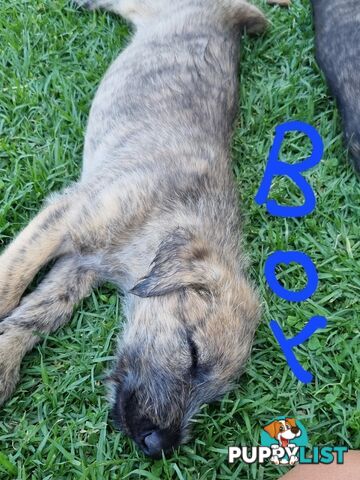 Irish Wolfhounds