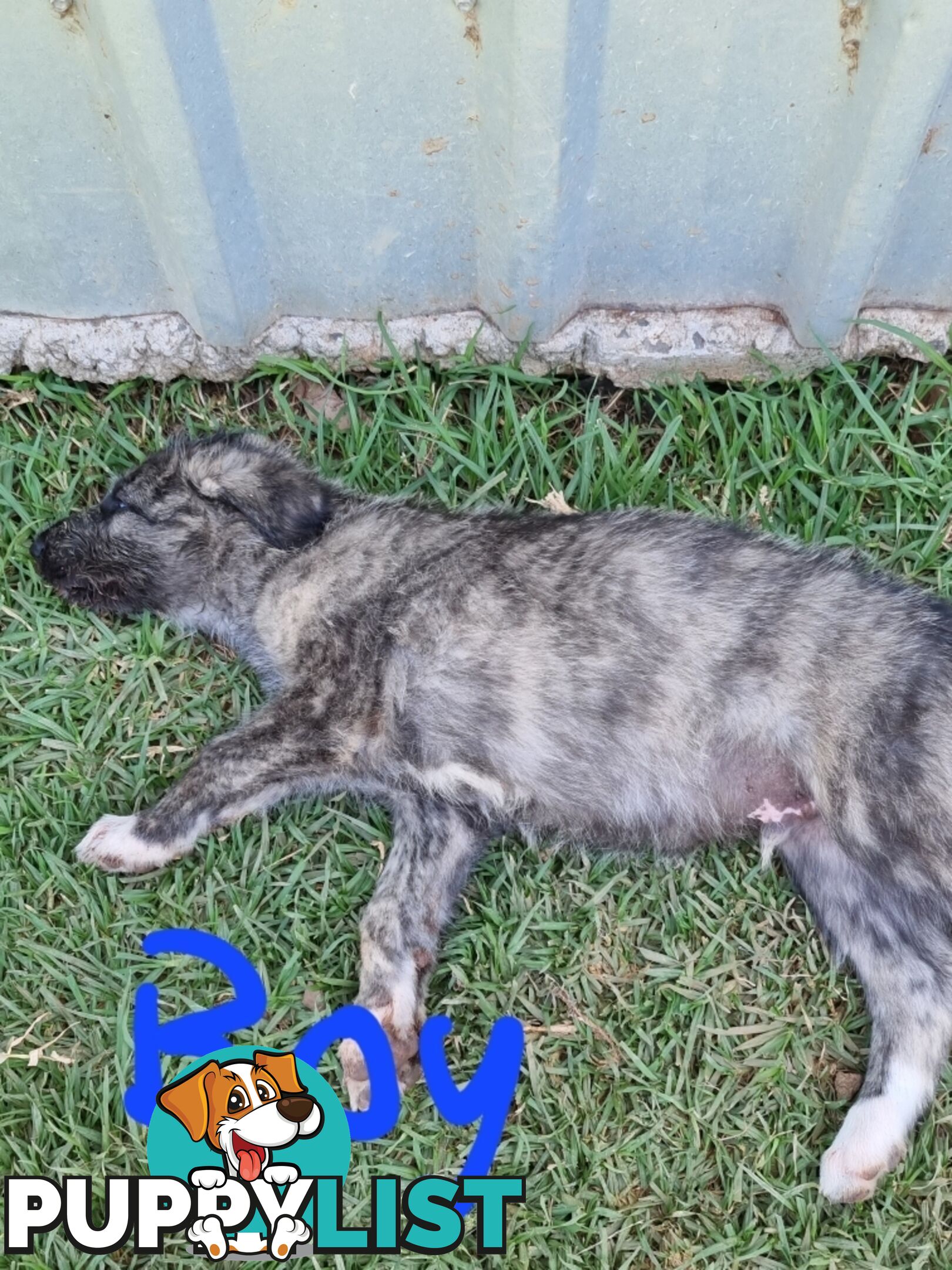 Irish Wolfhounds