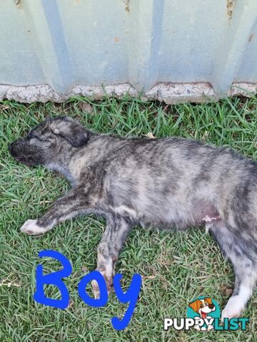 Irish Wolfhounds