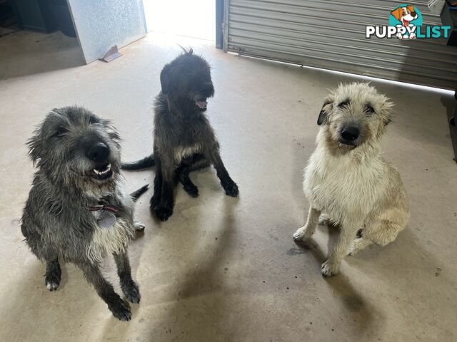 Irish Wolfhounds